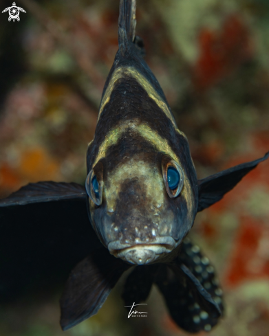 A Equetus punctatus | Spotted Drum