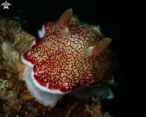 A Goniobranchus reticulata nudibranch | Goniobranchus reticulata nudibranch