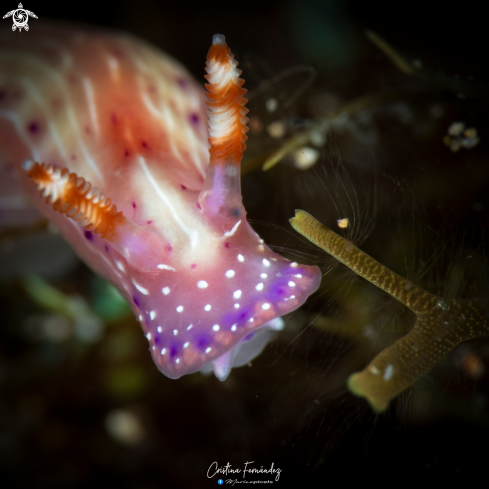 A Hypselodoris paradisa | Nudibranch