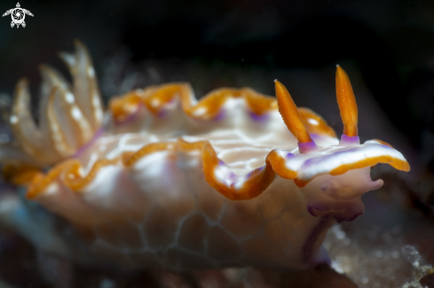 nudibrach