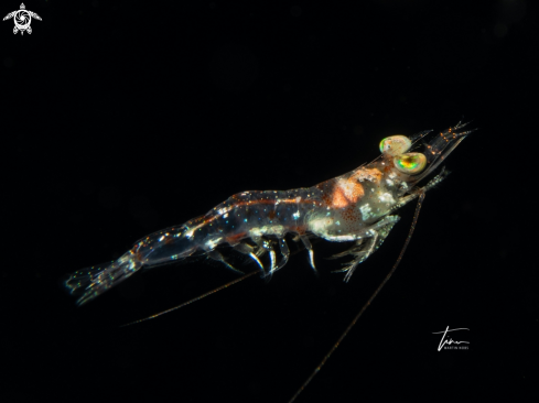 A Metapenaeopsis goodei | Velvet shrimp