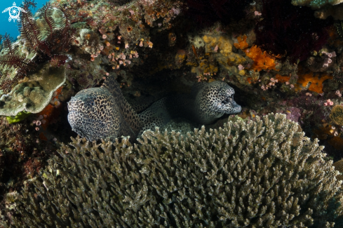 A moray eel