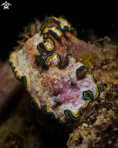 A Glossodoris cincta nudibranch