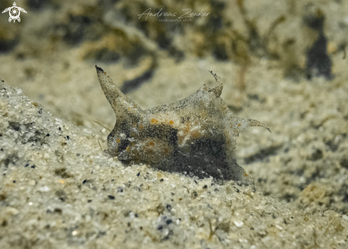 A Doublehorned Batwing Slug 