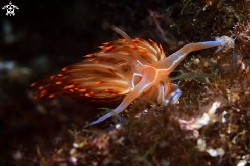 A Nemesignis banyulensis | Nudibranch