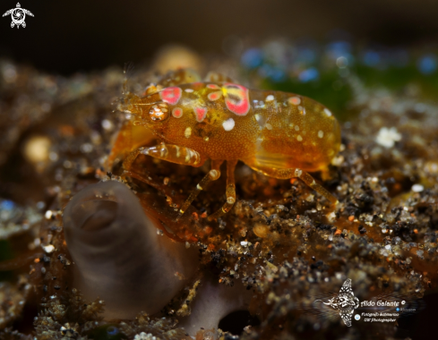 A Ascidian Shrimp Size: 0