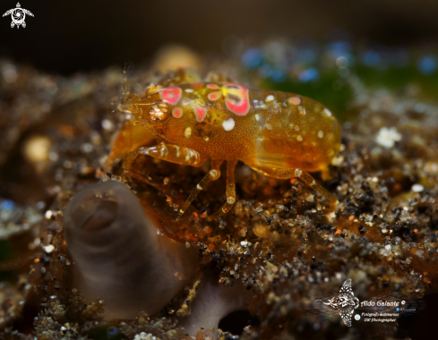 A Odontonia katoi (Kubo, 1940) | Ascidian Shrimp Size: 0