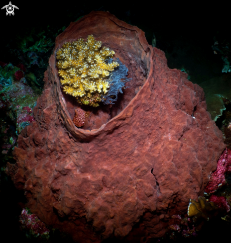 A Barrel Sponge