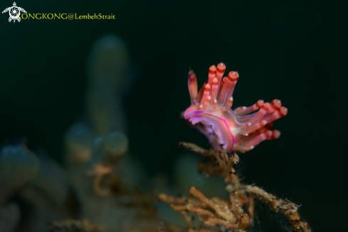 A Nudibranch (Coryphellina)