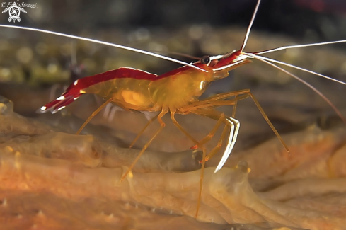 A White-banded cleaner shrimp