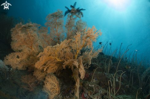 A sea fans