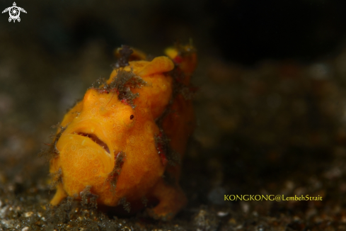 A Painted Frogfish