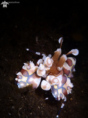 A Hymenocera picta | Harlequin Shrimp