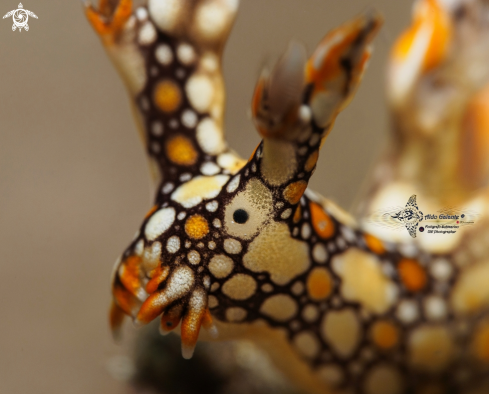 A Bornella anguilla Sea Slug