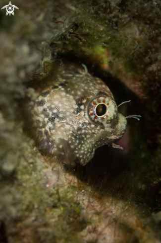 A Blenny fish