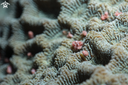 A coral