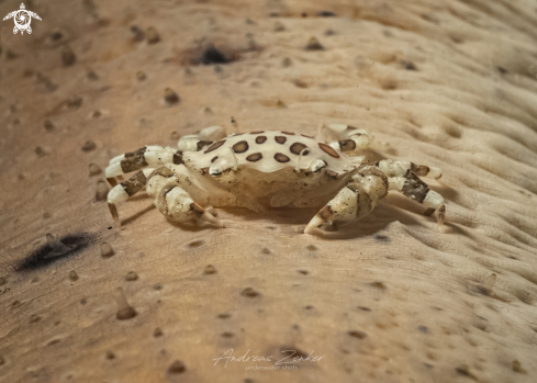 A Commensal harlequin crab