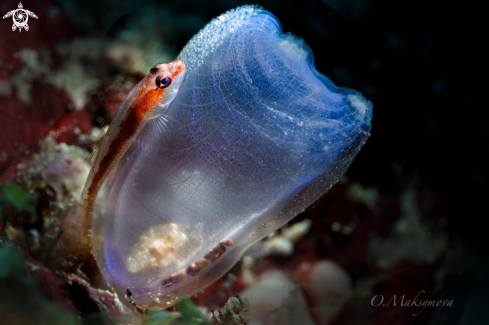 A The Sea Squirt Shrimp (Dactylonia Ascidicola) lives in the Blue Yellow-ringed Sea Squirt (Rhopalaea Crassa) and the small goby guards its eggs outside of it.