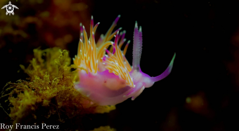 A Nudibranch