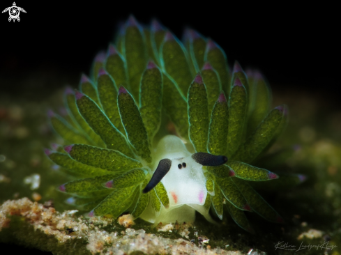 A Shaun The Sheep nudi 