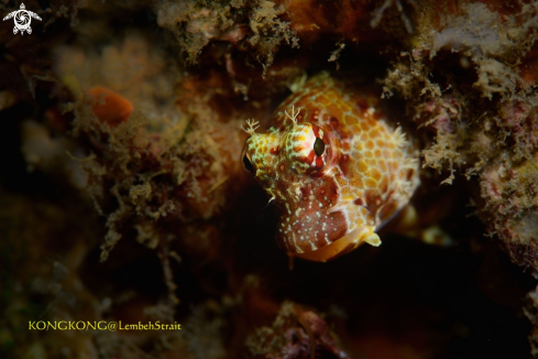 A Crossosalarias macrospilus, Triplespot Blenny