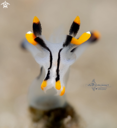 A Thecacera Sea Slug