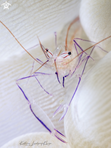 A Bubble Coral Shrimp 