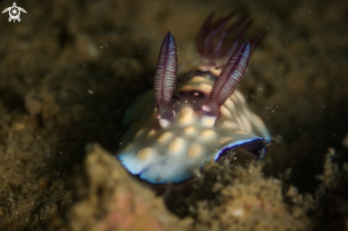 A Goniobranchus hintuanensis nudibranch