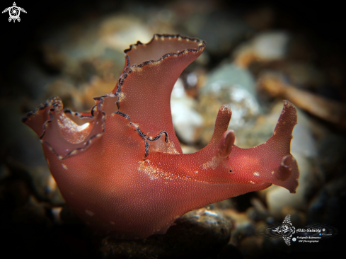 A Aplysia Sea Slug