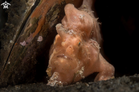 A Painted Frogfish