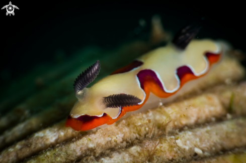 A Chromodoris fidelis nudibranch