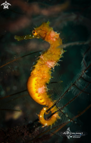 A Thorny Seahorse 