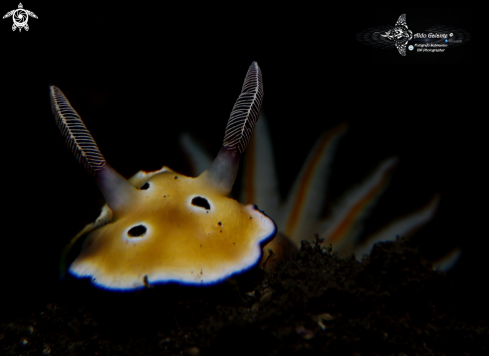 A Hypselodoris Nudibranch