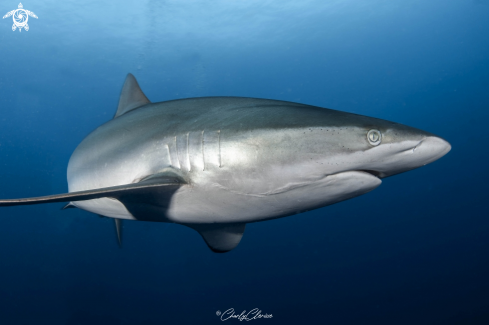 A Carcharhinus falciformis | Silky Shark