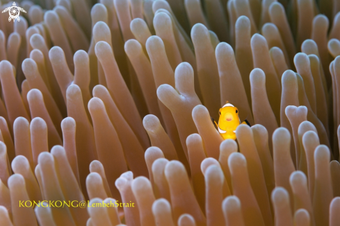 A False Clown Anemonefish, Amphiprion ocellaris