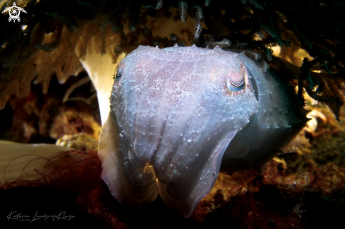 A CUTTLEFISH