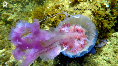 A Pelagia noctiluca | Méduse Pélagique