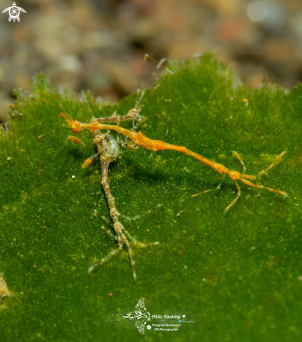 A Skeleton Shrimp 