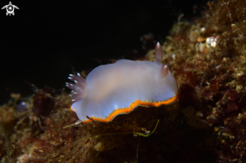 A Nudibranch