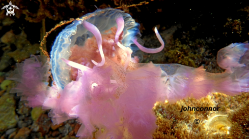 A Pelagia noctiluca | Méduse Pélagique