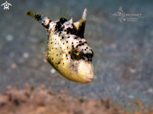 A Yellow Margin Triggerfish