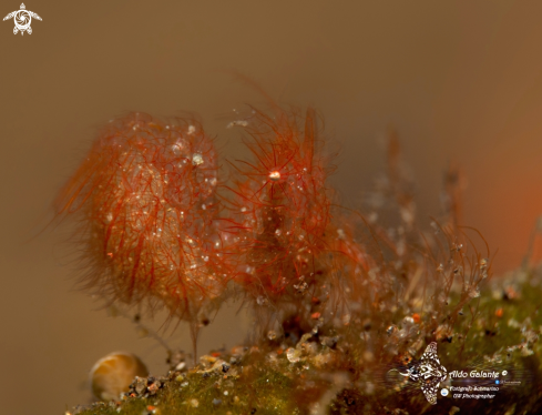 A Hairy Shrimp (4 mm/0.15 inch)