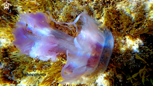 A Pelagia noctiluca | Méduse Pélagique