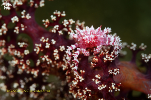 A Candy Crab