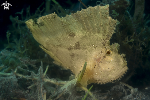 A Leaf Scorpionfish