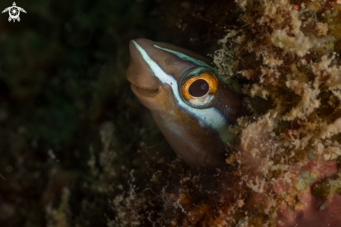 A Bluestriped fangblenny