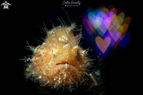 A Hairy frogfish