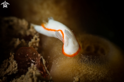 A Goniobranchus albonares nudibranch