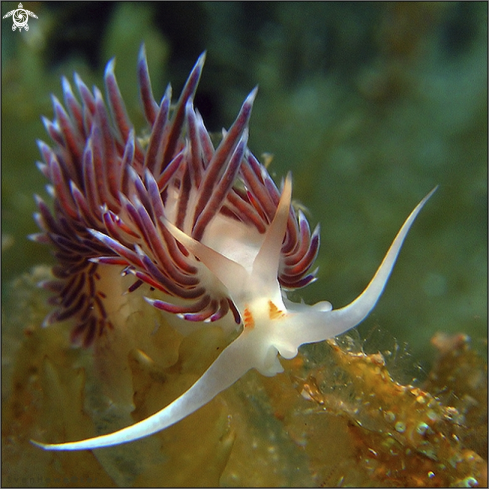 A Cratena peregrina | mediterranean nudibranch