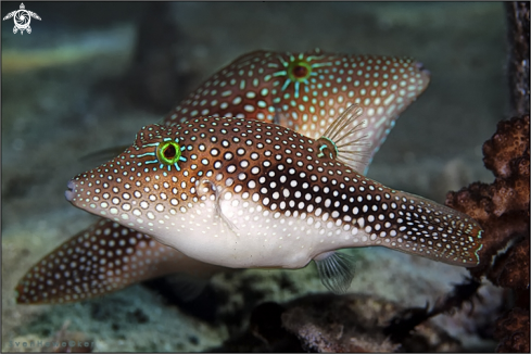 A Canthigaster Valentini | Black saddle puffer or blacksaddled Toby or Valentini Toby